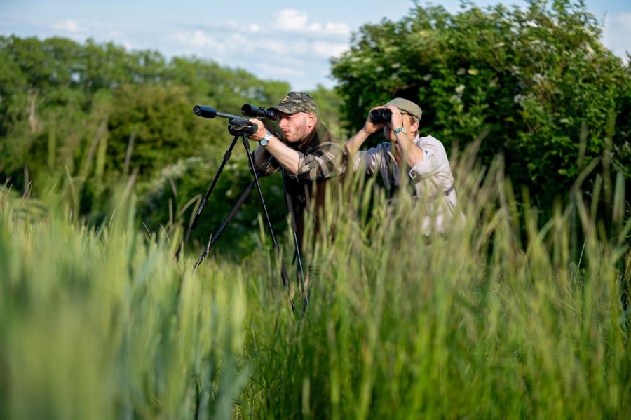 English Roe Buck Stalking