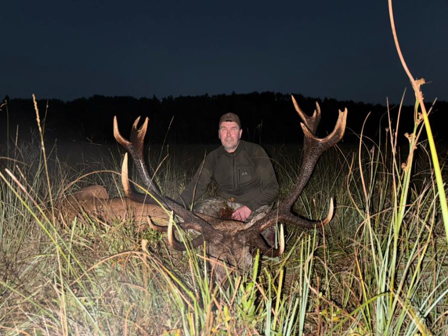 Eastern European Red Stags