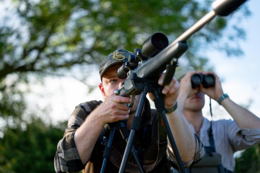 English Roe Buck Stalking