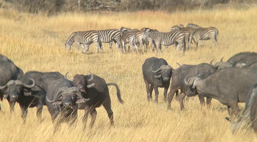 Okavango Wildlife