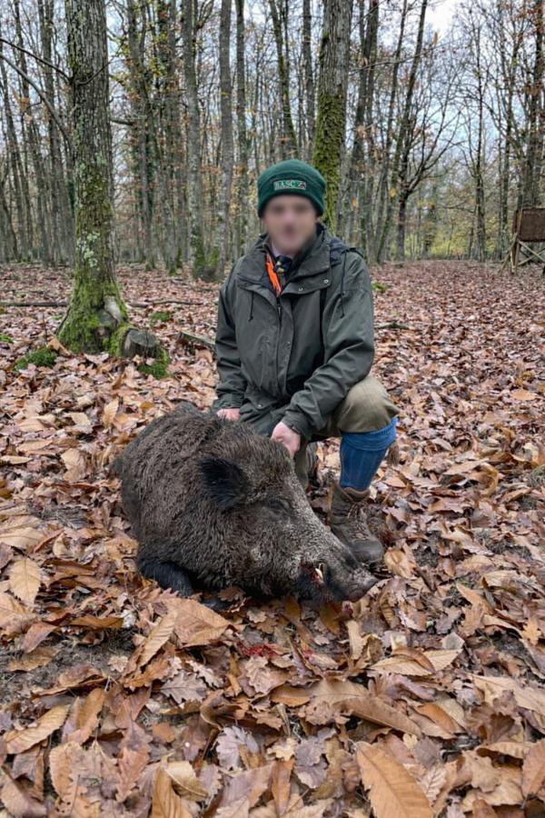 Wild Boar France