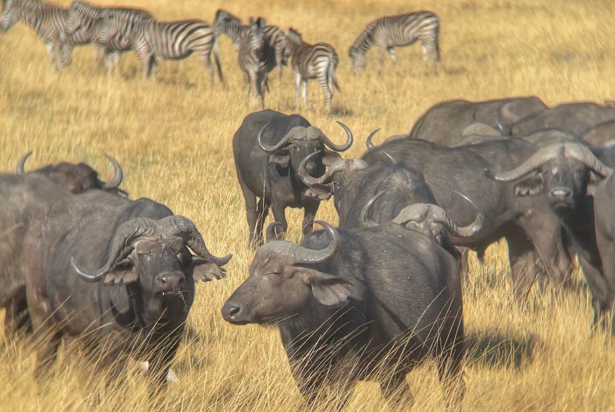 Africa